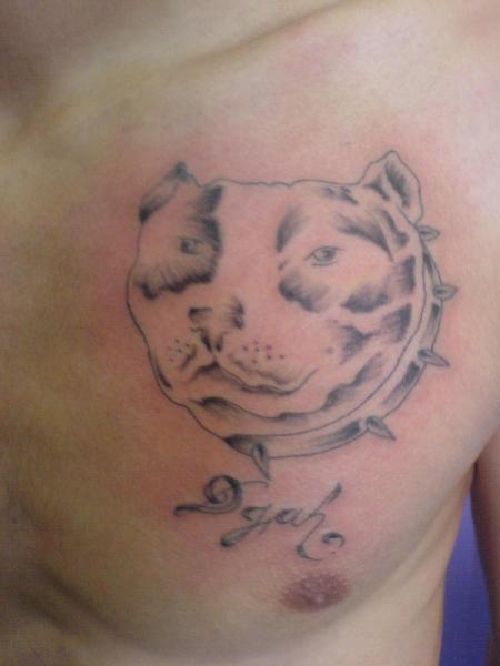 pitt bull